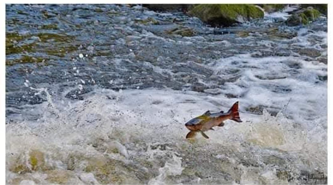 Salmon leaping